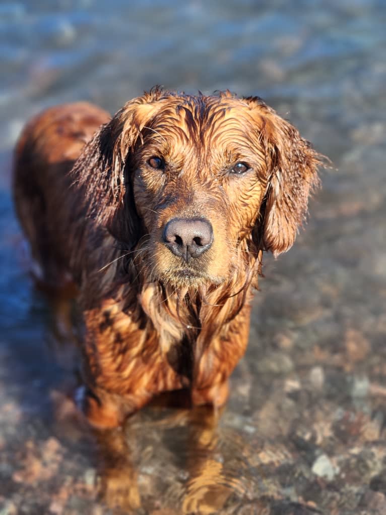 Eclipse, a Golden Retriever tested with EmbarkVet.com