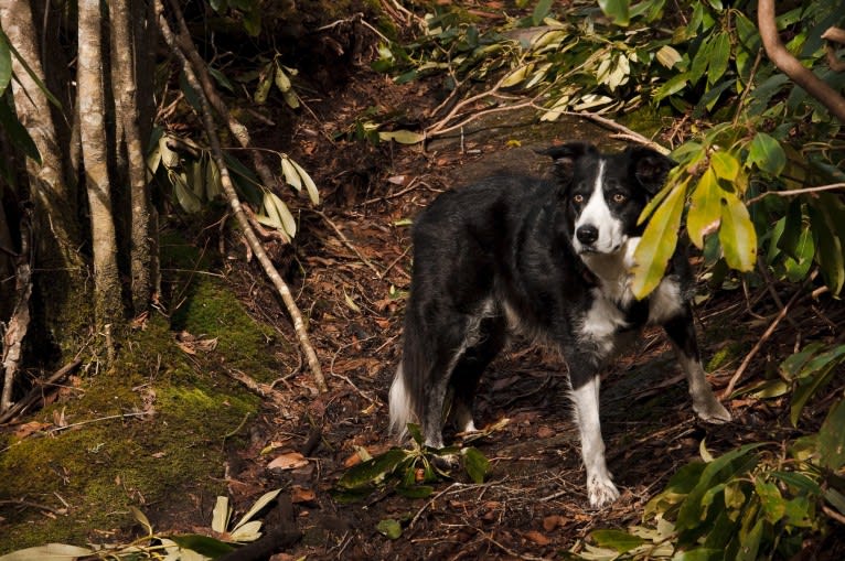 Jack, a Border Collie tested with EmbarkVet.com