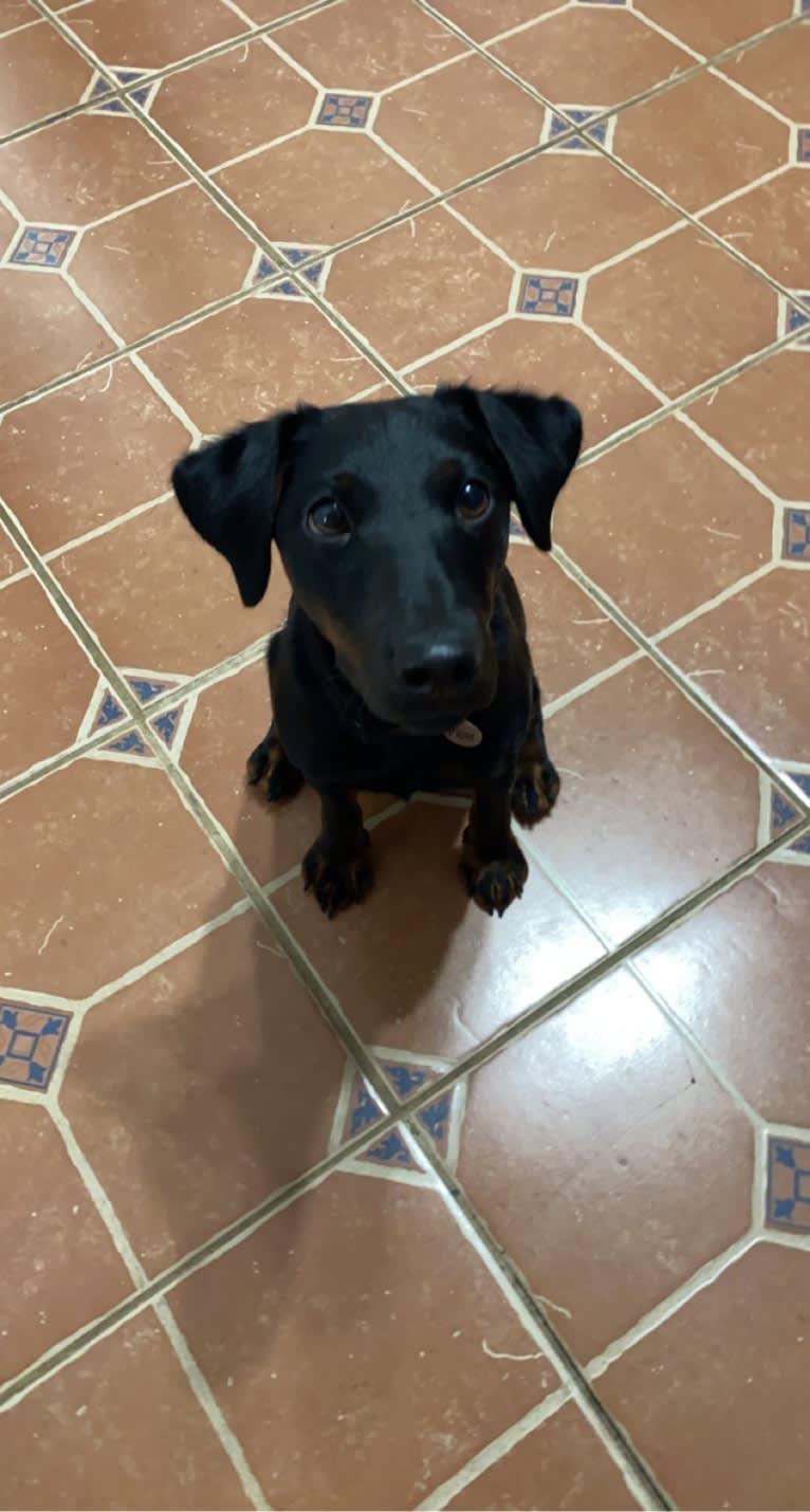 Piper, a Jagdterrier tested with EmbarkVet.com