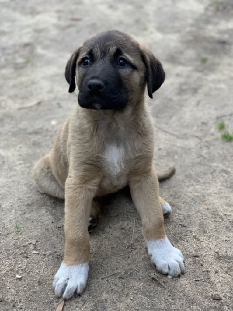 Fisher, an Anatolian Shepherd Dog tested with EmbarkVet.com