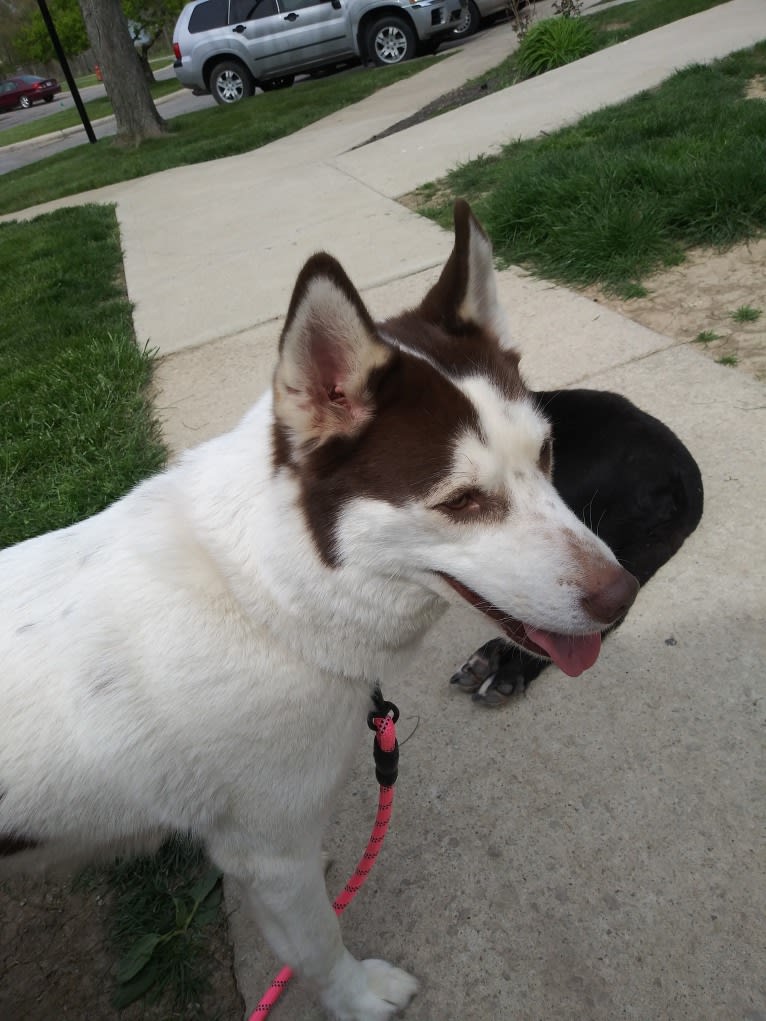 Kyah, a Siberian Husky tested with EmbarkVet.com