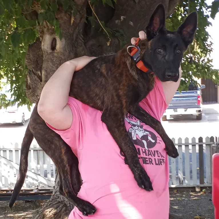 Static, a Dutch Shepherd tested with EmbarkVet.com