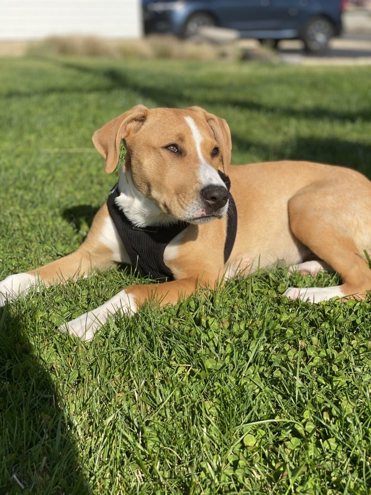 Ronan, an American Pit Bull Terrier and Siberian Husky mix tested with EmbarkVet.com