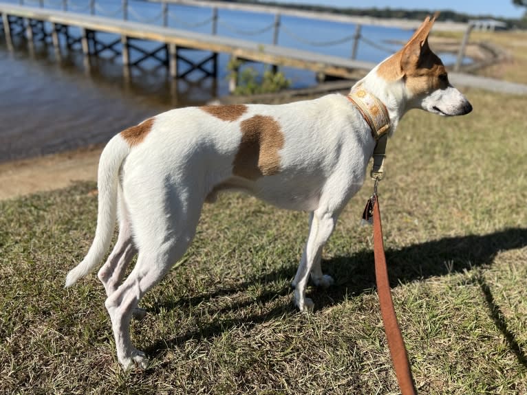 Banbury Cross Berlin, a Carolina Dog tested with EmbarkVet.com