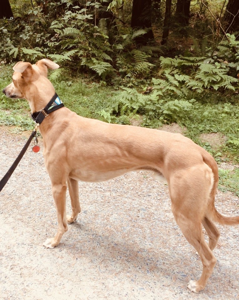 Keatz, a Whippet tested with EmbarkVet.com