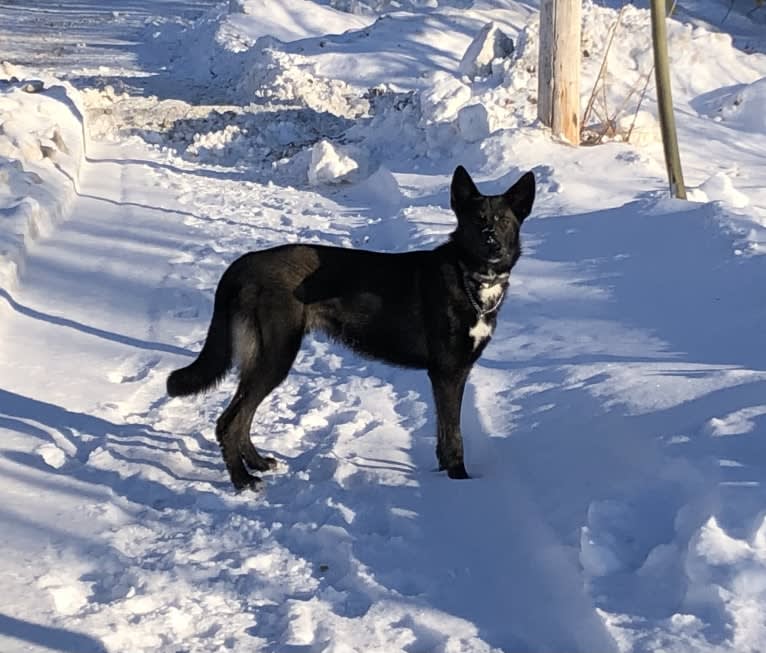 Bo, an Alaskan-type Husky tested with EmbarkVet.com