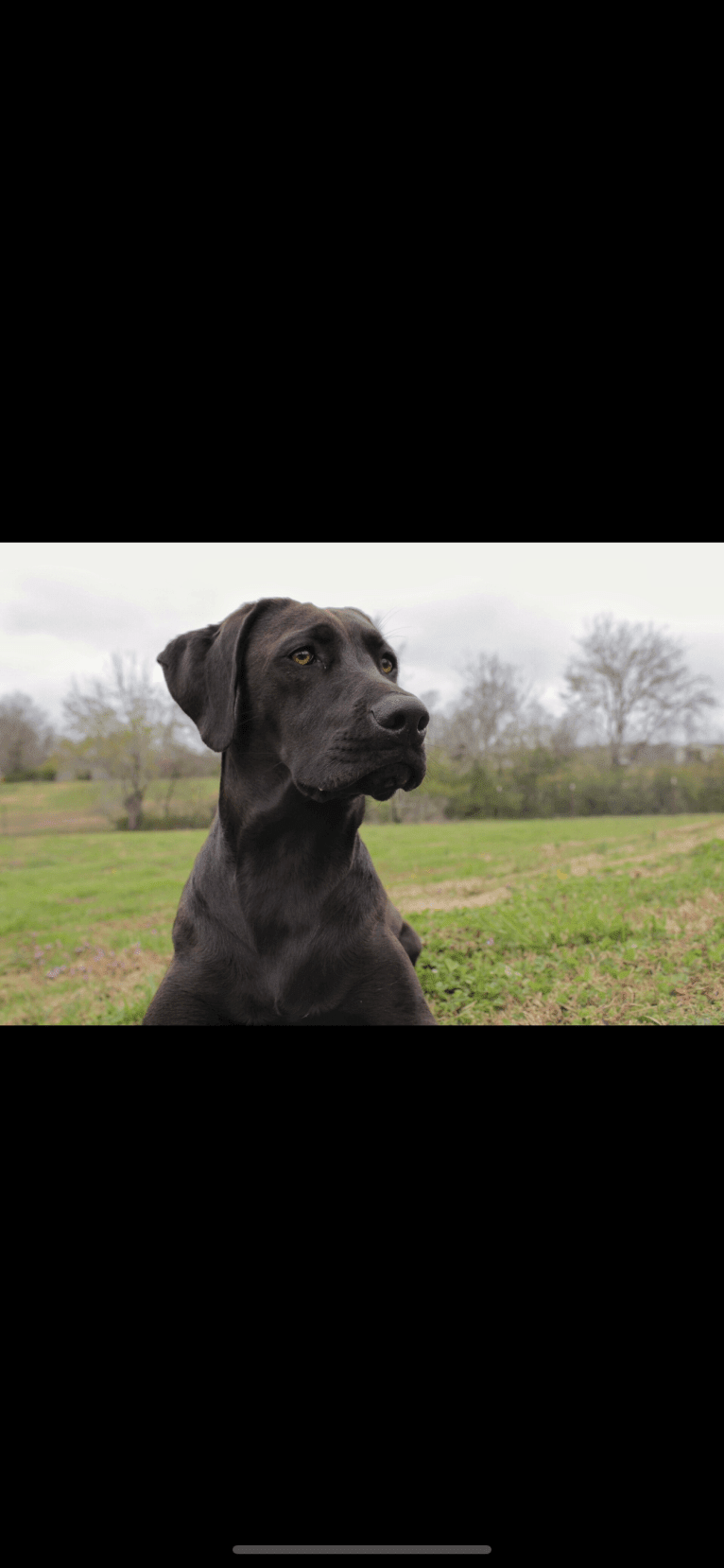 Hazel, a Labrador Retriever and Redbone Coonhound mix tested with EmbarkVet.com