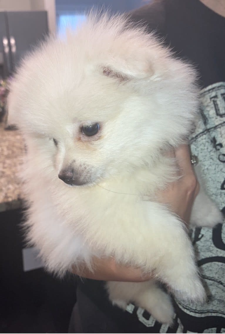 Koda, a Pomeranian tested with EmbarkVet.com