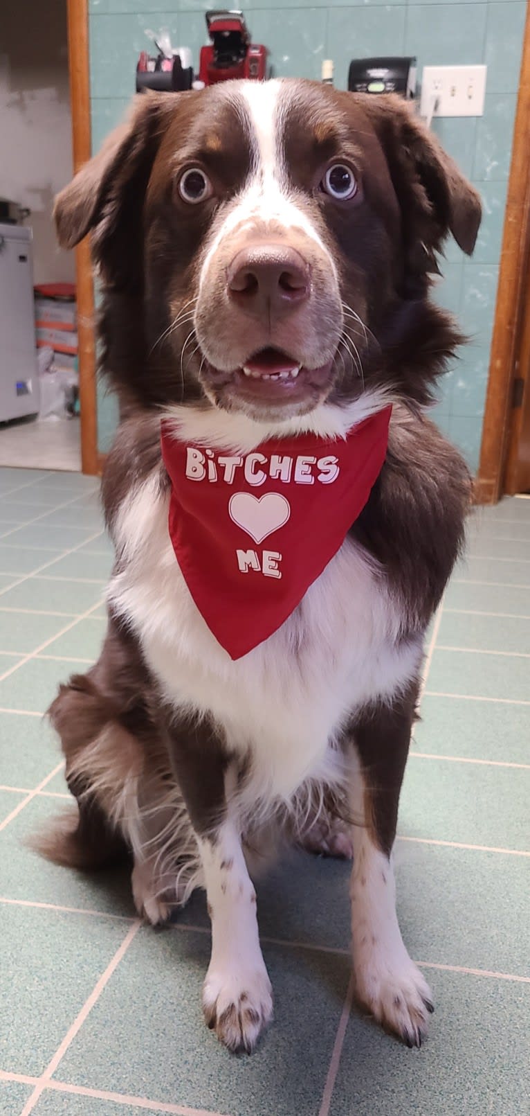 Jericho, an Australian Shepherd tested with EmbarkVet.com