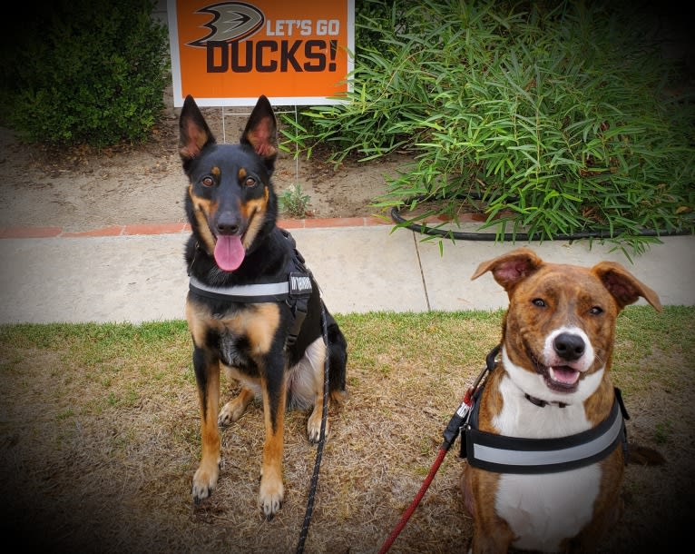 PUCK, an Australian Cattle Dog and German Shepherd Dog mix tested with EmbarkVet.com