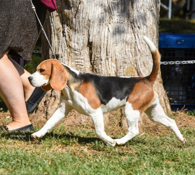Eloise, a Beagle tested with EmbarkVet.com