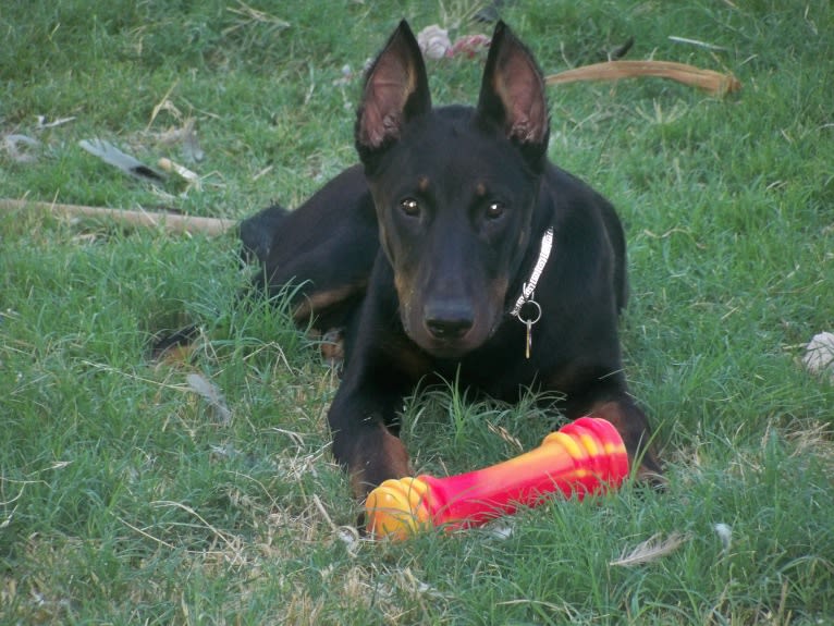 Meg, a Beauceron tested with EmbarkVet.com