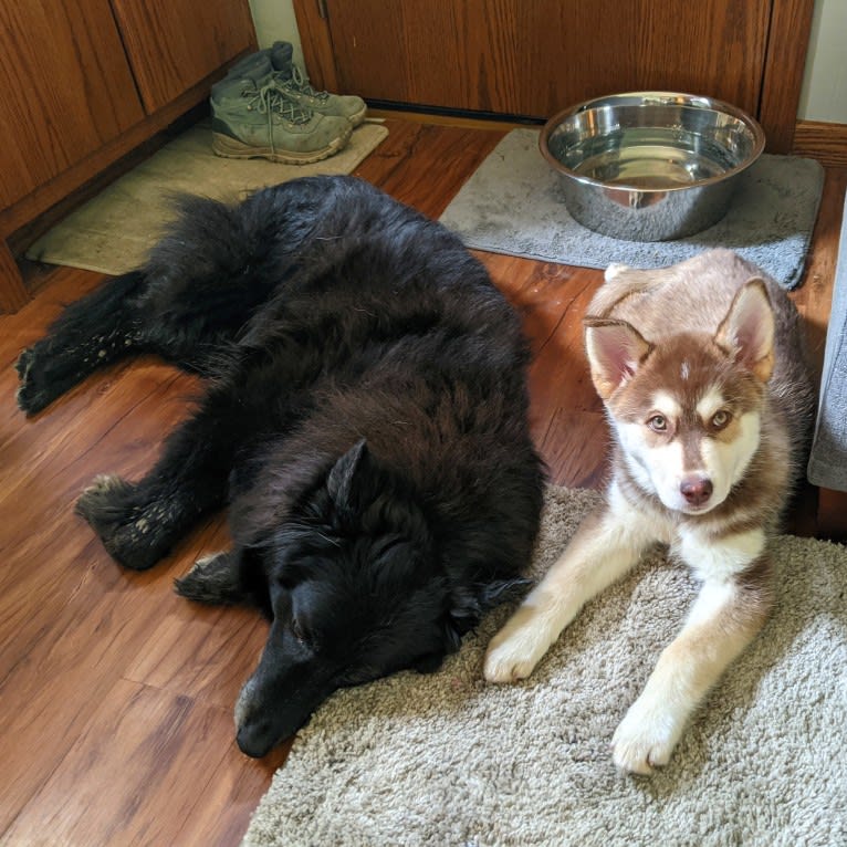 Gambit, a Siberian Husky and Australian Shepherd mix tested with EmbarkVet.com