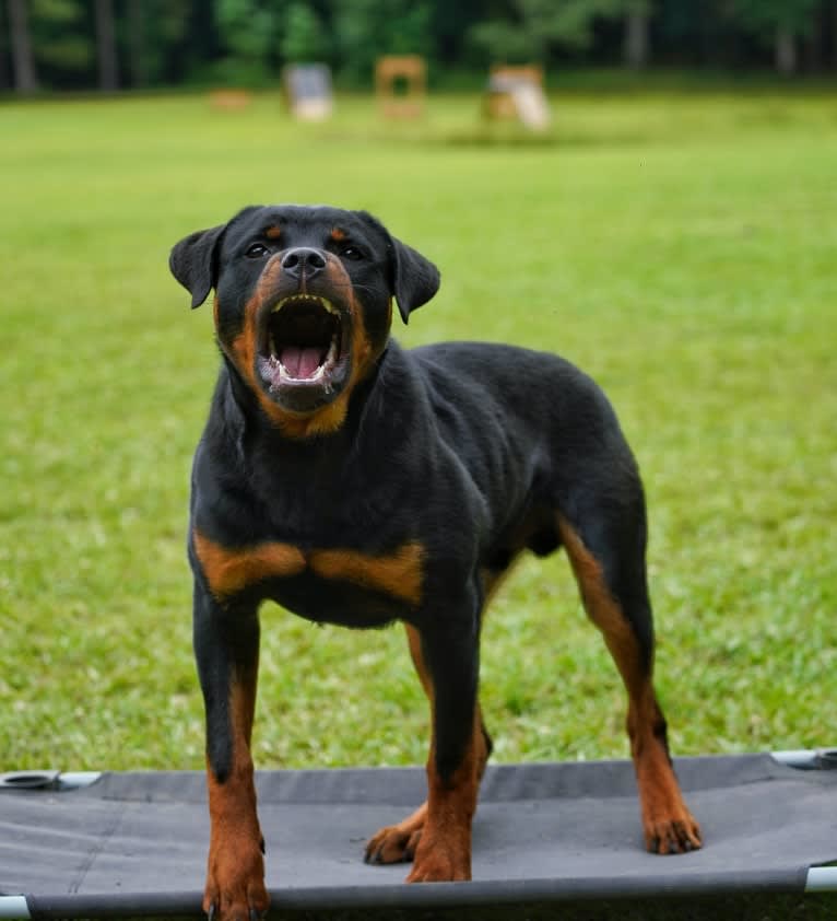 Sirius, a Rottweiler tested with EmbarkVet.com