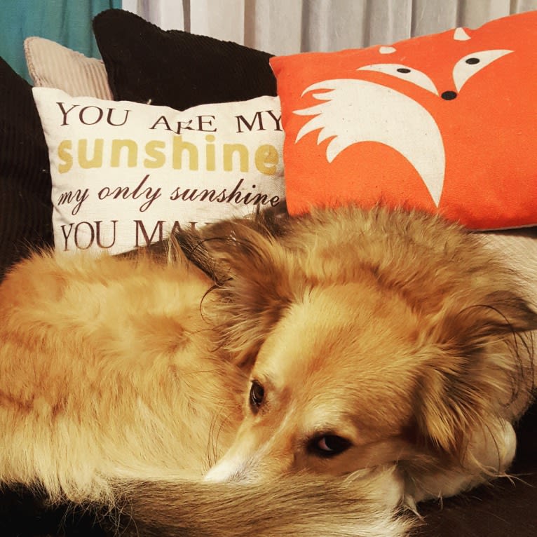 Nakia, an English Shepherd tested with EmbarkVet.com