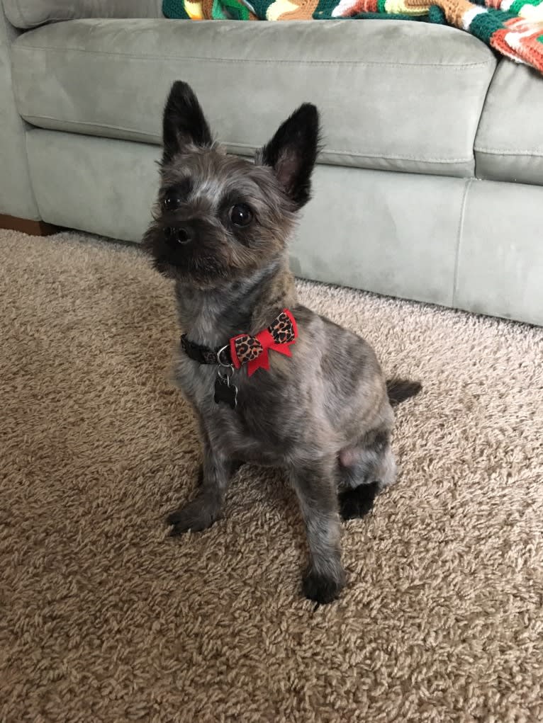 Francie, a Cairn Terrier and Yorkshire Terrier mix tested with EmbarkVet.com