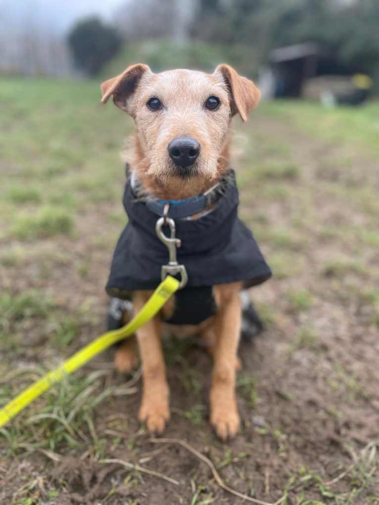 Madison (IKC - The Mad Patter), a Russell-type Terrier and Lakeland Terrier mix tested with EmbarkVet.com