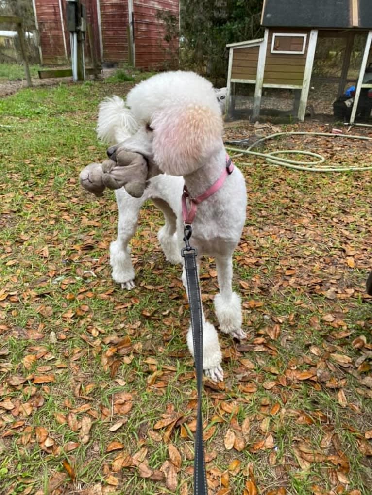 Photo of Isley, a Poodle (Standard) 