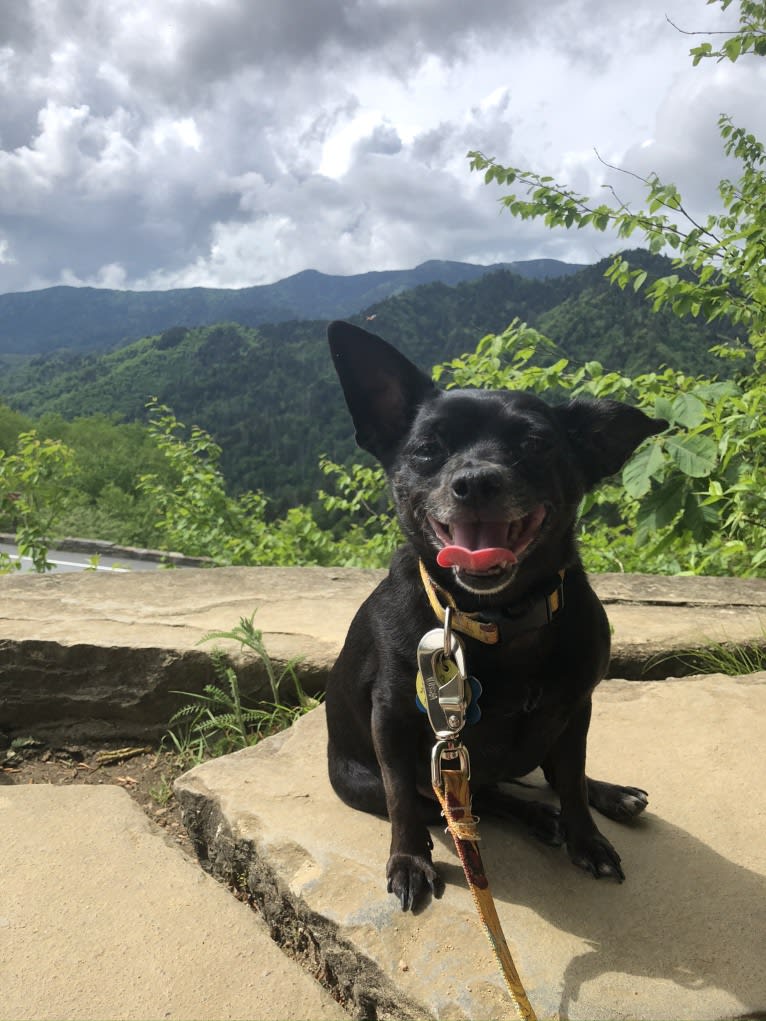 Davina, a Chihuahua and Rat Terrier mix tested with EmbarkVet.com