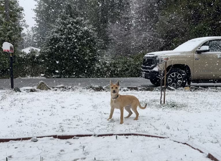 Roo, a Carolina Dog tested with EmbarkVet.com