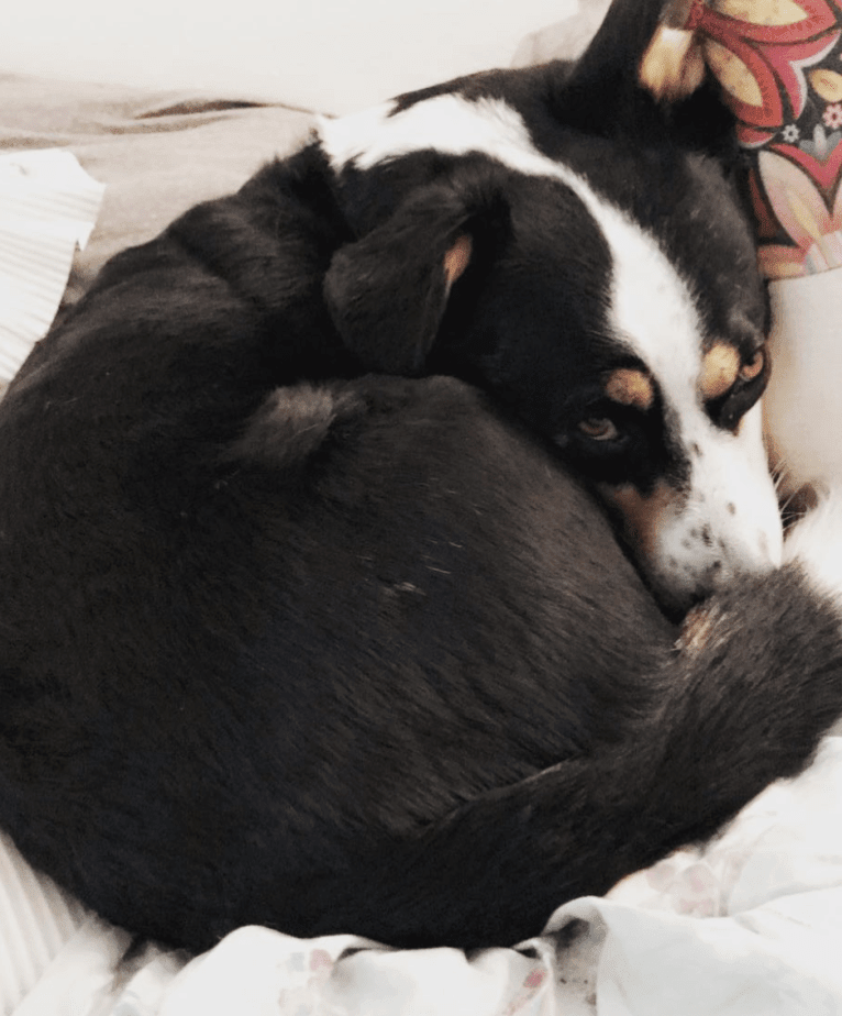 Franklin, a Labrador Retriever and Australian Shepherd mix tested with EmbarkVet.com