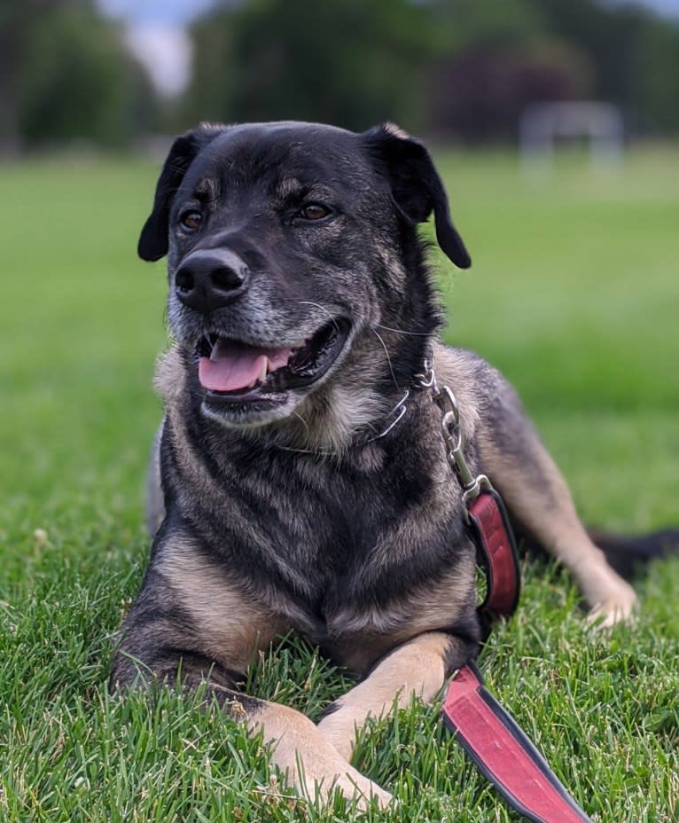 Rosie, a Rottweiler and Siberian Husky mix tested with EmbarkVet.com