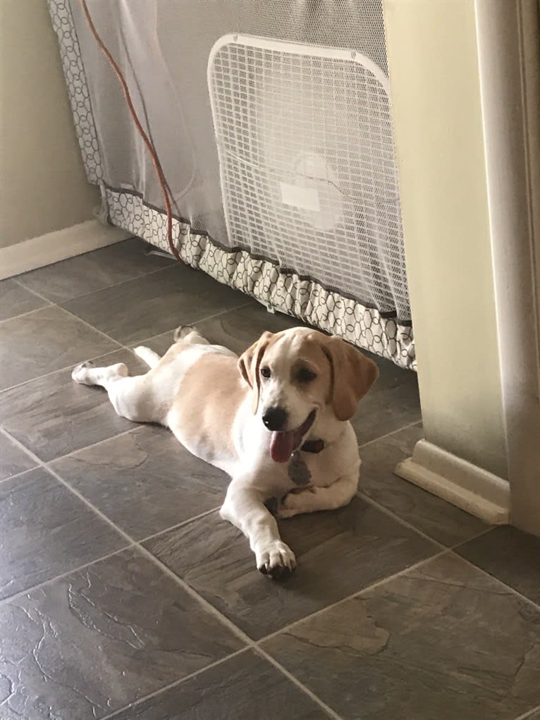 Arlo, a Basset Hound and Australian Cattle Dog mix tested with EmbarkVet.com