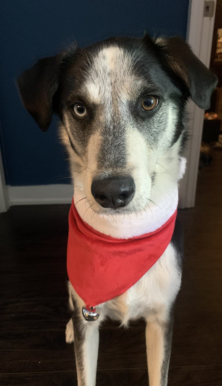 Rambo, a Siberian Husky and Rottweiler mix tested with EmbarkVet.com