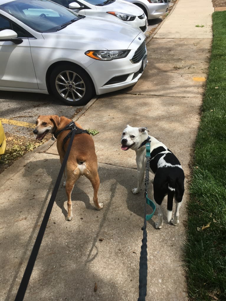 Stanley, a Mountain Cur tested with EmbarkVet.com