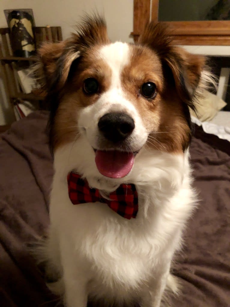 Cooper, an Australian Cattle Dog and Shih Tzu mix tested with EmbarkVet.com