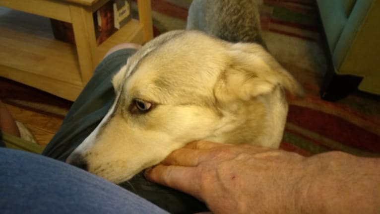 Luccia (Lucy), a Pomeranian and German Shepherd Dog mix tested with EmbarkVet.com