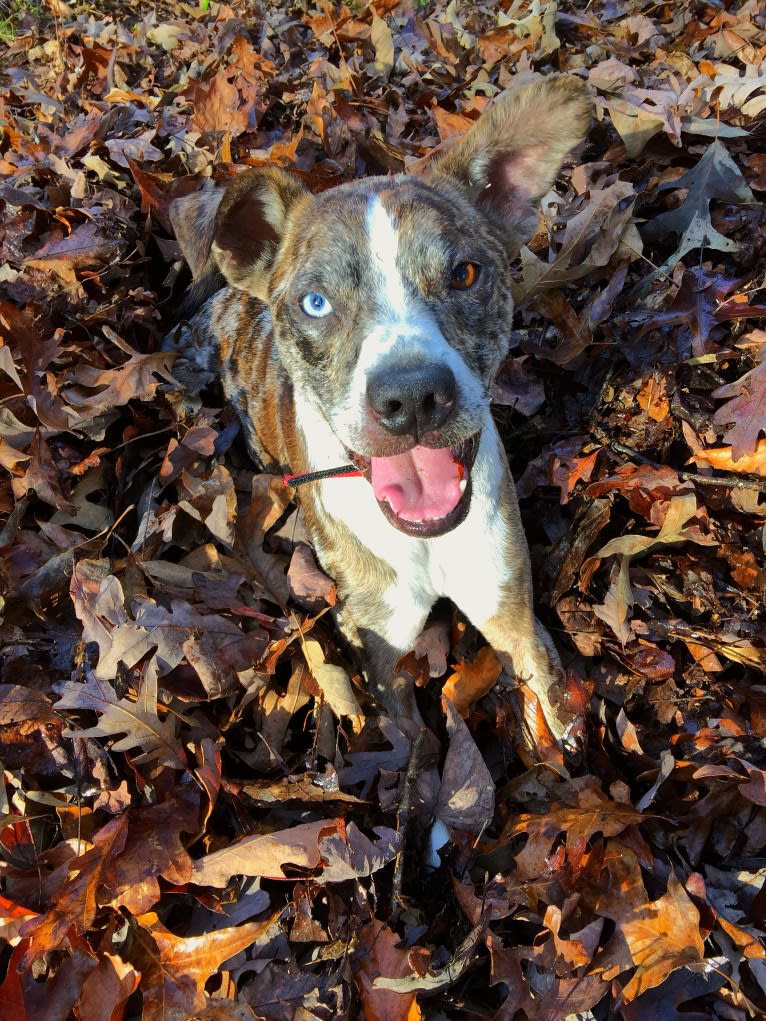 Hammer, a Boston Terrier and Australian Cattle Dog mix tested with EmbarkVet.com