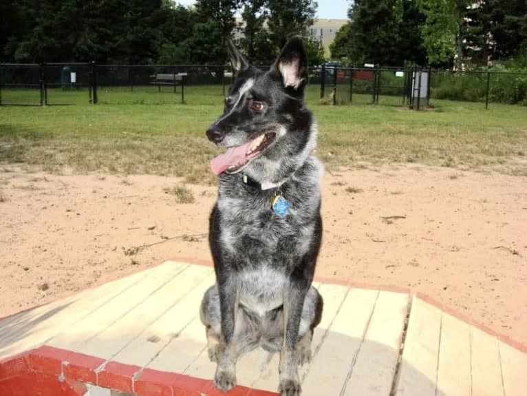 JAMY, an Australian Cattle Dog and Border Collie mix tested with EmbarkVet.com