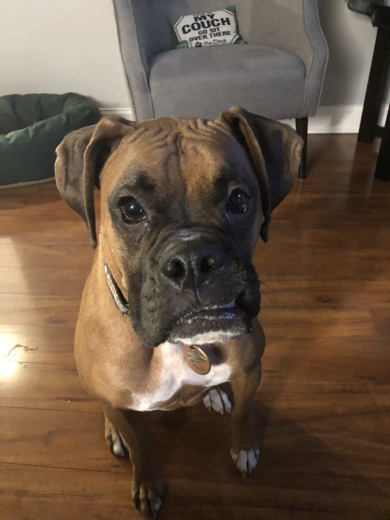 Zeus, a Boxer tested with EmbarkVet.com