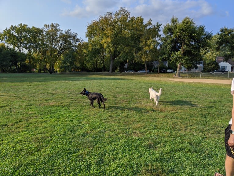 Lawine, a German Shepherd Dog tested with EmbarkVet.com