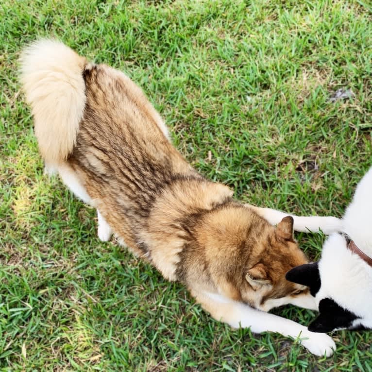 Yuma, a Siberian Husky tested with EmbarkVet.com