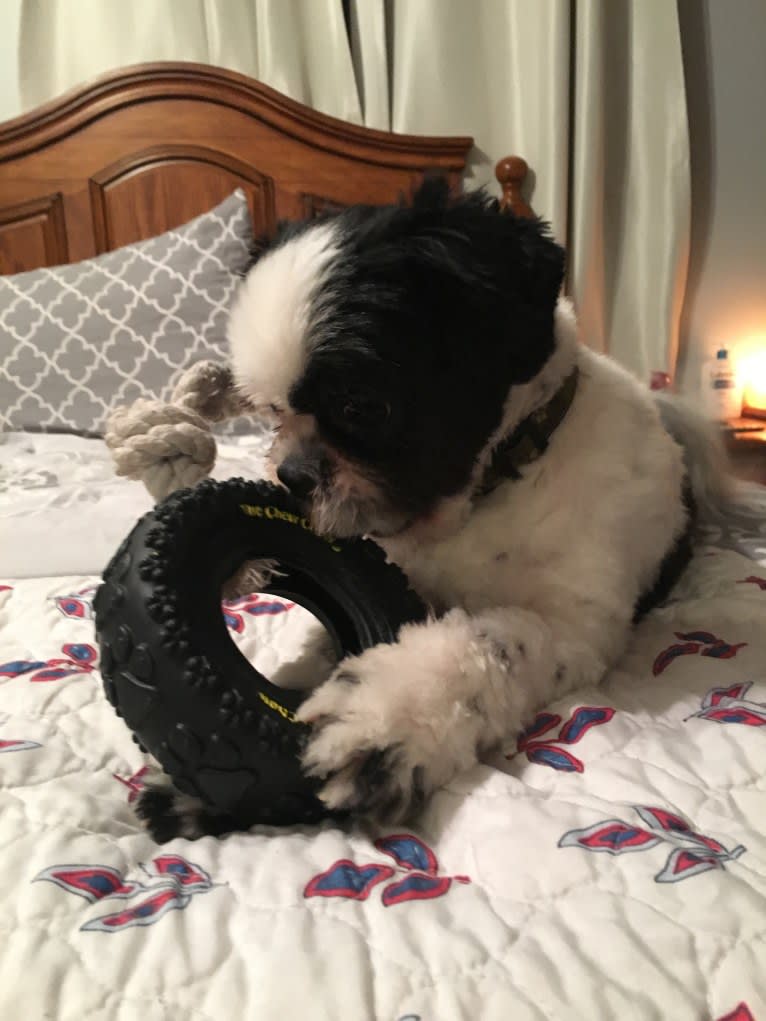 McGregor, a Shih Tzu tested with EmbarkVet.com