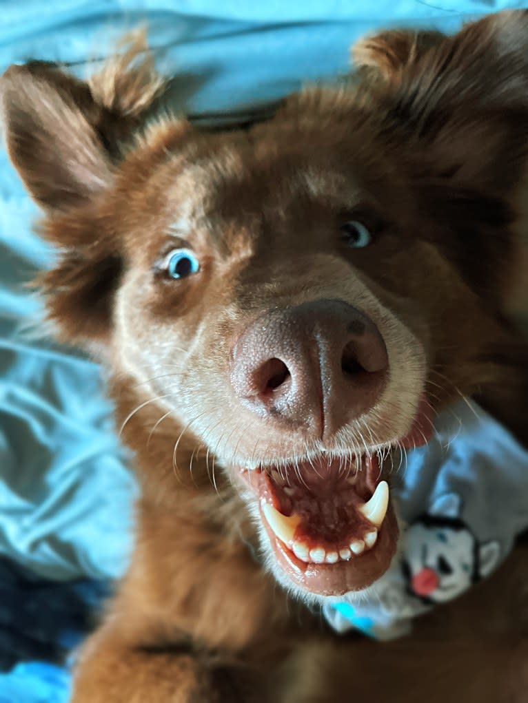 Folger, an Australian Shepherd and Siberian Husky mix tested with EmbarkVet.com