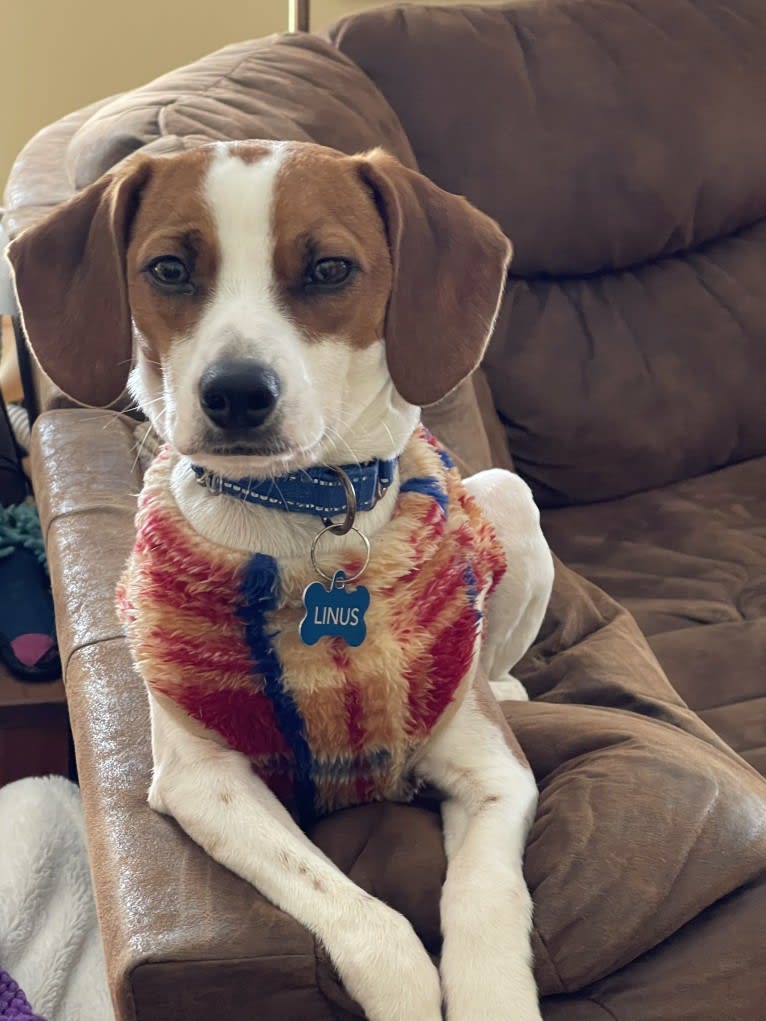 Linus, a Beagle and Chihuahua mix tested with EmbarkVet.com