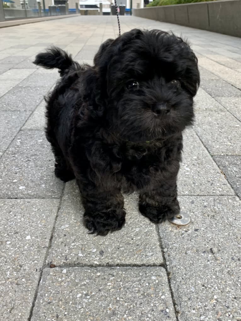 Samwise the Brave, a Poodle (Small) and Shih Tzu mix tested with EmbarkVet.com