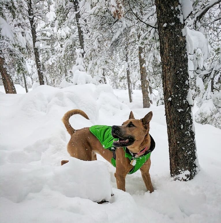 Sunny, an American Pit Bull Terrier and Chow Chow mix tested with EmbarkVet.com