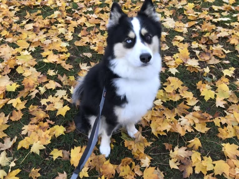 Russkaya Skazka Dragon, a Yakutian Laika tested with EmbarkVet.com