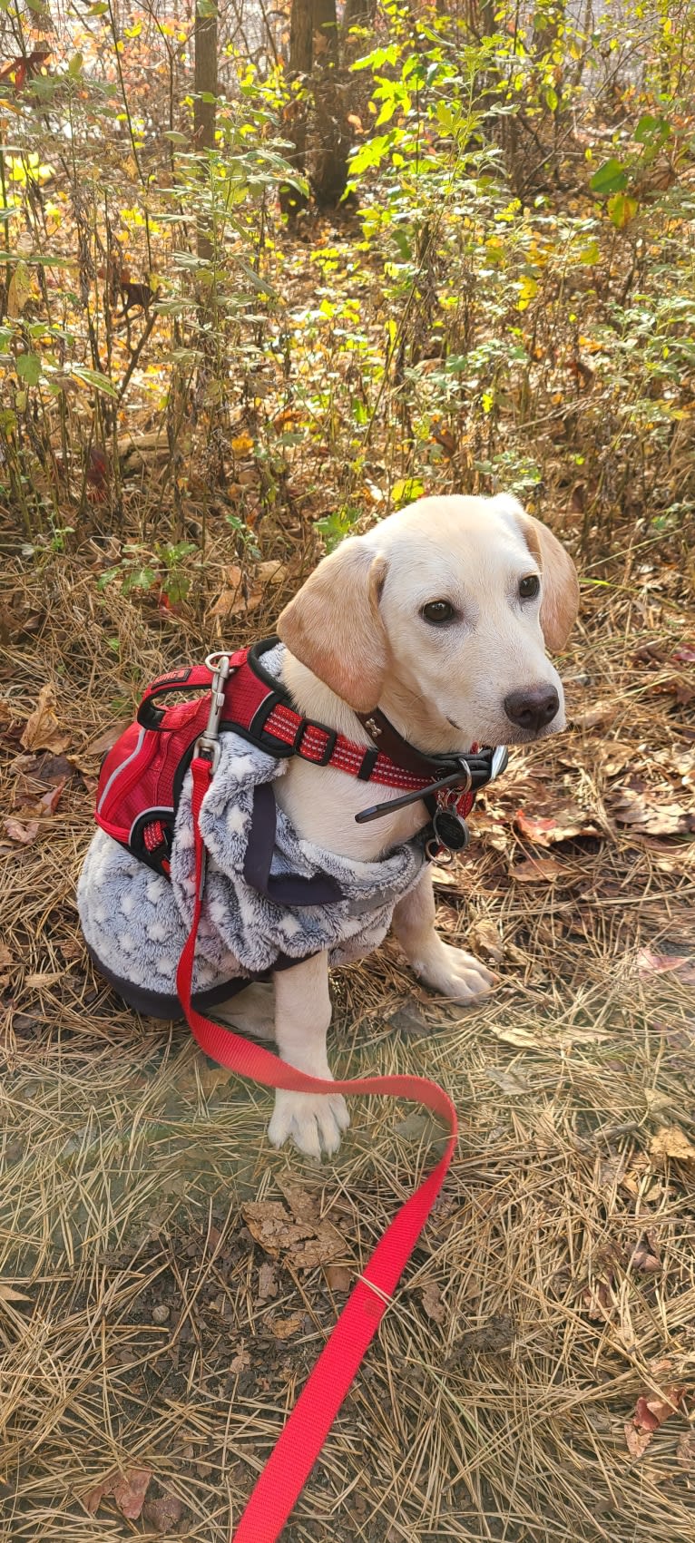 Tycho Brahe, the Space Cadet, a Beagle and Great Pyrenees mix tested with EmbarkVet.com