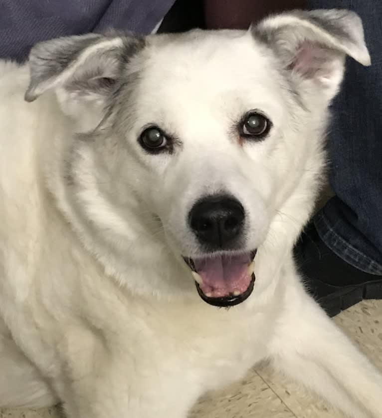 Buddy, an American Eskimo Dog and Norwegian Elkhound mix tested with EmbarkVet.com