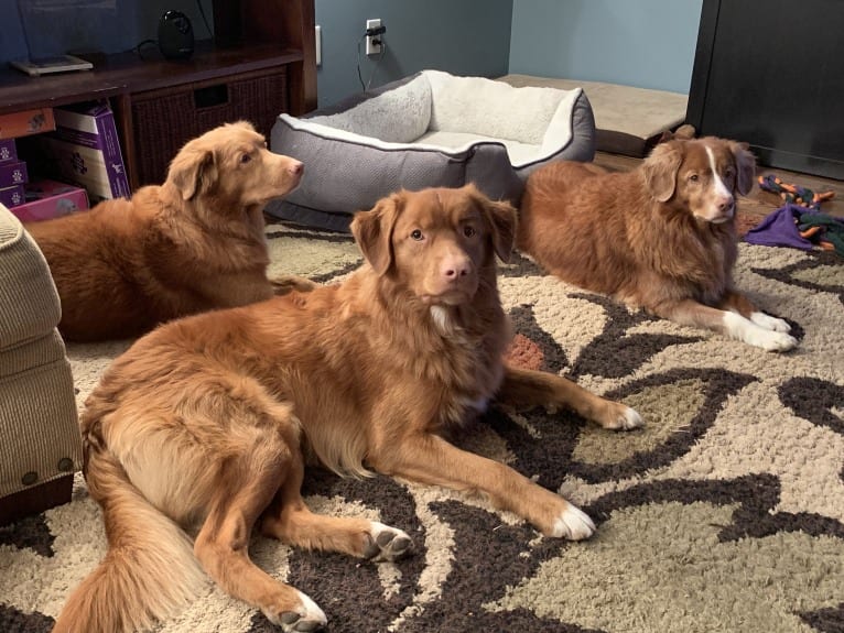 Tobago, a Nova Scotia Duck Tolling Retriever tested with EmbarkVet.com