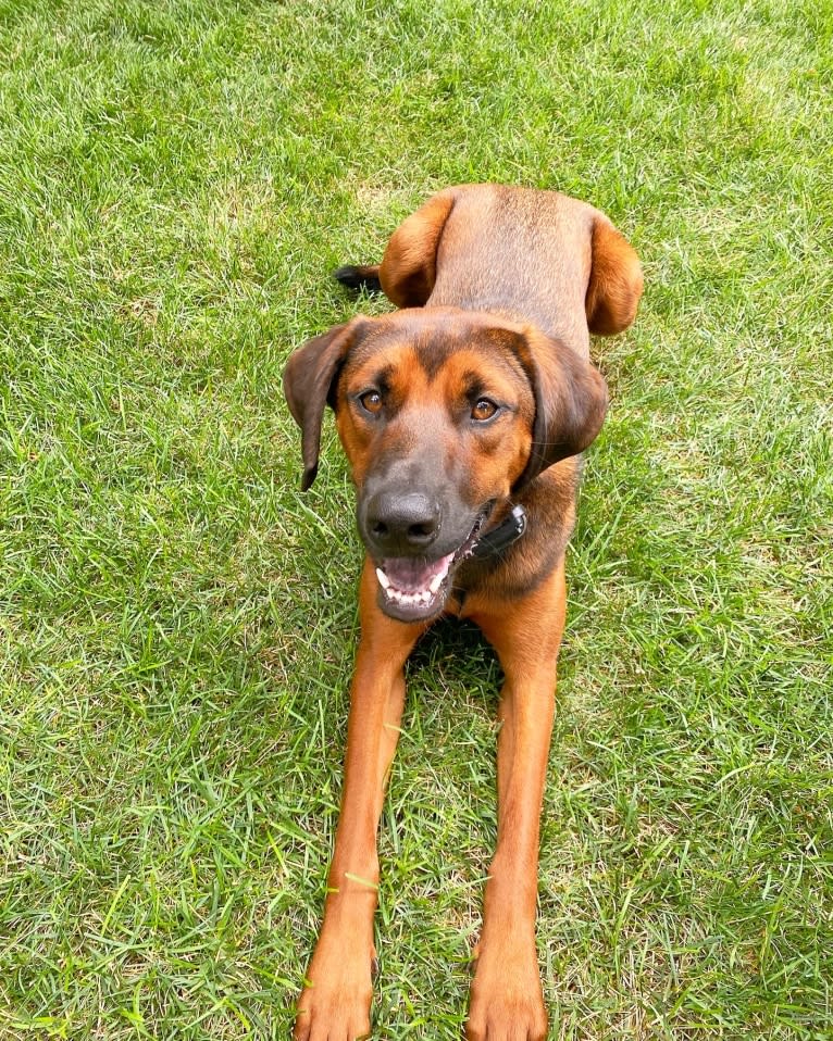 Baxter, a Treeing Walker Coonhound and Chow Chow mix tested with EmbarkVet.com