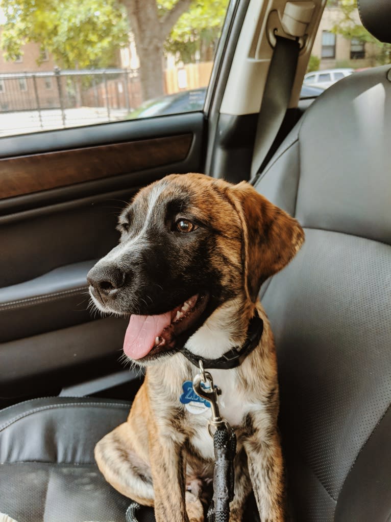 Zeus, a Labrador Retriever and Boxer mix tested with EmbarkVet.com