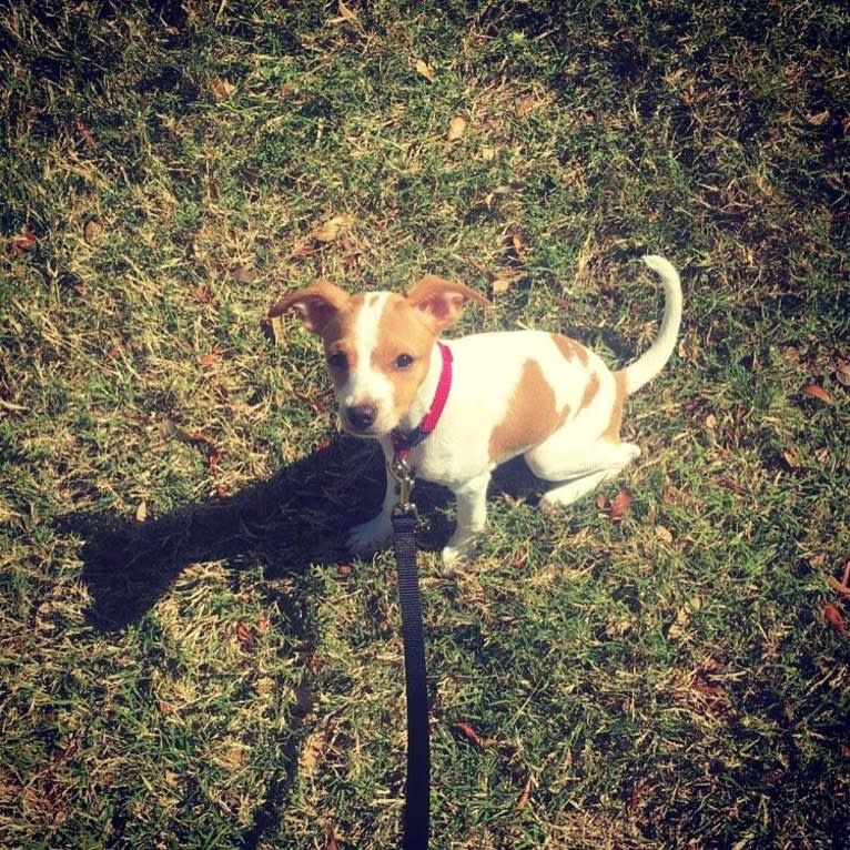 Stella, a Chihuahua and Miniature Schnauzer mix tested with EmbarkVet.com