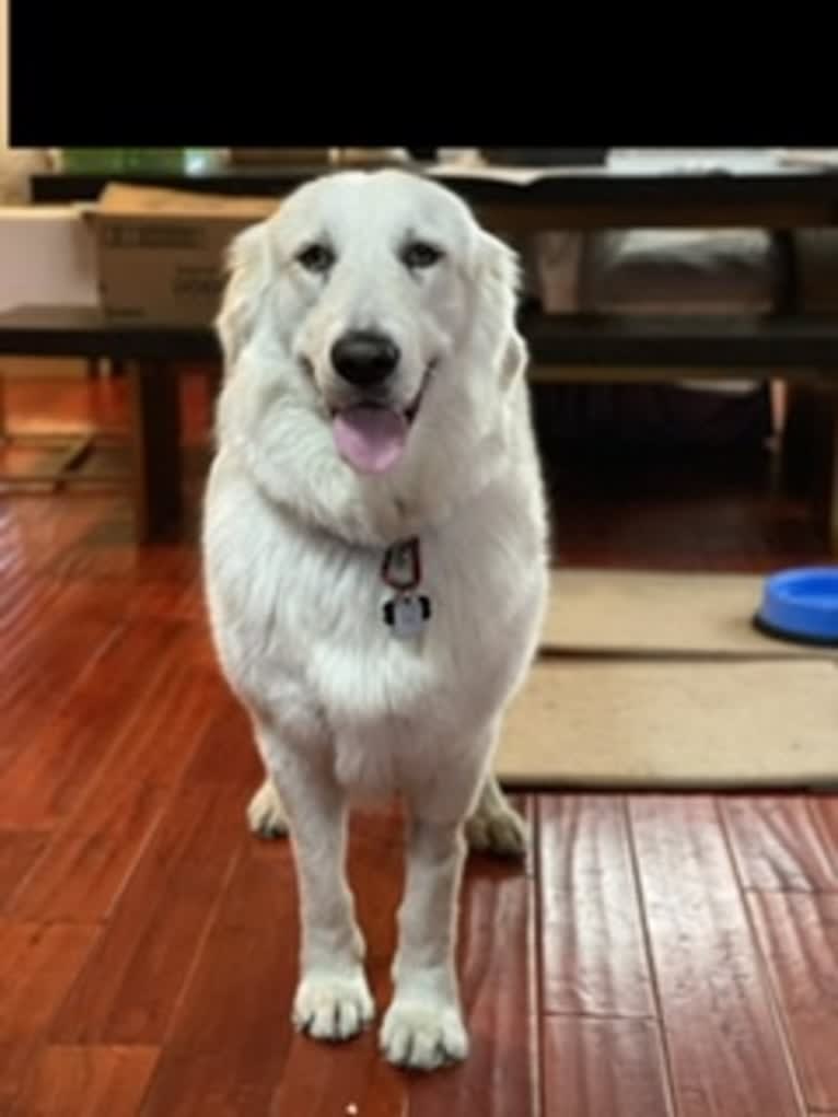 Falkor, a Great Pyrenees and Great Dane mix tested with EmbarkVet.com