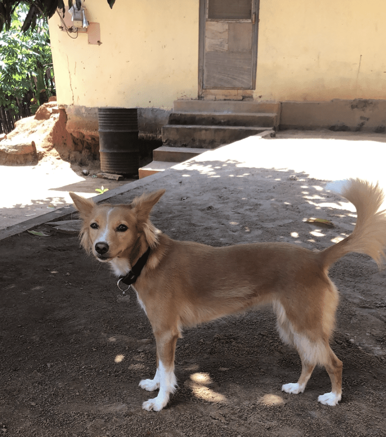 Afofie, a West African Village Dog tested with EmbarkVet.com